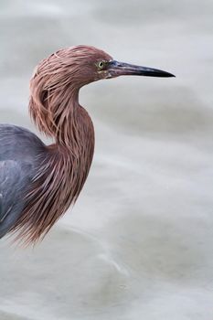 Raddish heron in native habitat on South Padre Island, TX.