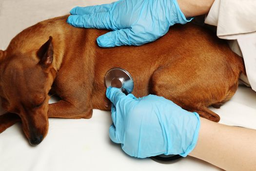 The doctor's gloved hands hold a stethoscope. The veterinarian examines the pet. A dog in a veterinary clinic.