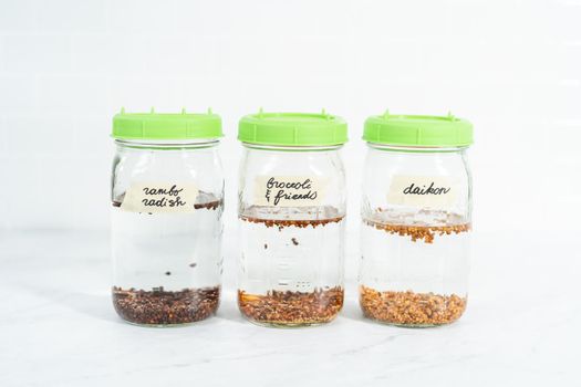 Day 1. Growing organic sprouts in a mason jar with sprouting lid on the kitchen counter.