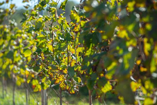 Vineyard, Sant Mateu  de la  Albarca in Ibiza, Islas Baleares, Spain