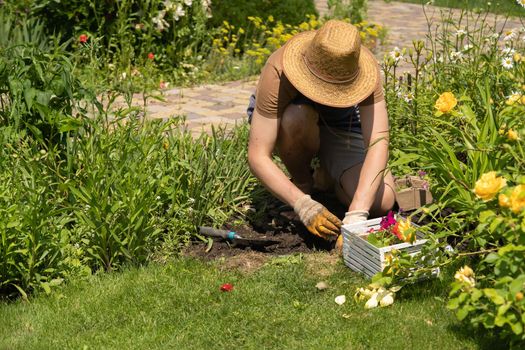 A young man in a straw hat and hands in gloves is engaged in gardening work, planting flower seedlings, plant seeds. A professional gardener cultivates plants, farms penutia seedlings on a sunny day.