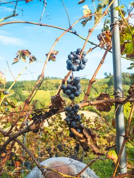 old bearded man harvesiting for wine production
