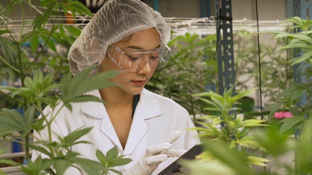 Scientist test cannabis product in curative indoor cannabis farm with scientific equipment before harvesting to produce cannabis products