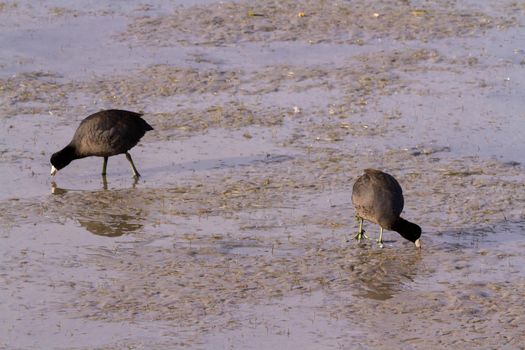Common moorhen in natural habitat on South Padre Island, TX.