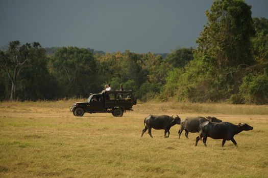 Large group of cattle in Minnelia National Park (Sri Lanka). Shooting Location: Sri Lanka, Candy