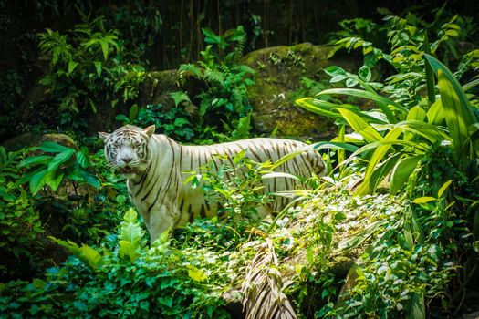 White tiger in jungle. Shooting Location: Singapore