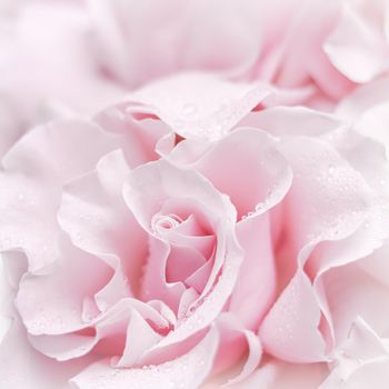 Pale pink white rose flower. Macro flowers background for holiday brand design