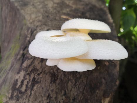 Forest mushrooms is a mushrooms in forest or woodland and on ground or tree in a garden