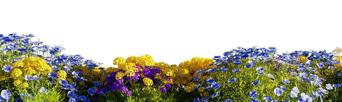 Flowers isolated on white background. 3D rendering illustration.