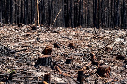 Burnt pine tree forest massive sliced trunks