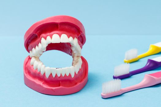 Layout of the human jaw and a toothbrush on the blue background.