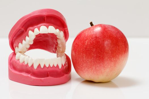 Layout of the human jaw with an apple on the white background.