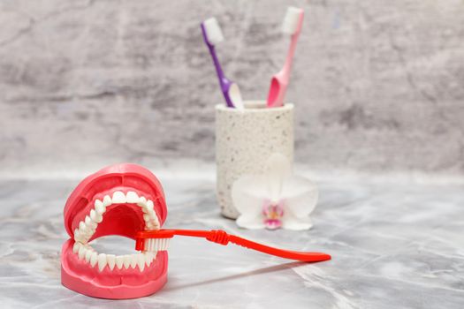 Layout of the human jaw and a toothbrush on the gray background.