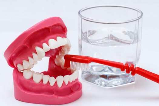 Close-up view of a human jaw layout and a toothbrush with a glass of water on the background.