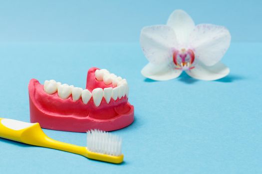 Layout of a human lower jaw and a toothbrush on the blue background with a bud of an orchid flower.