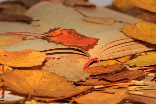 An old open book lying in the park among the fallen autumn leaves.
