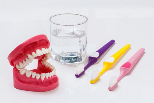 Close-up view of a human jaw layout and toothbrushes with a glass of water on the background.