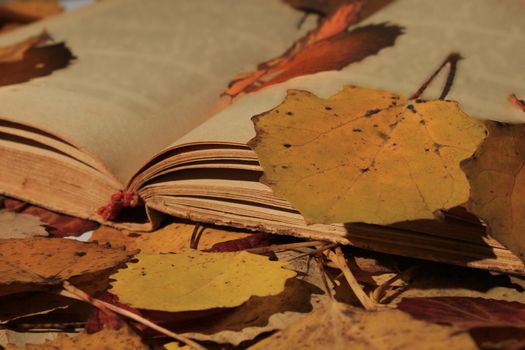 An old open book lying in the park among the fallen autumn leaves.