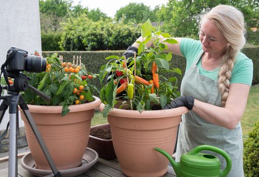 middle aged blonde woman hosts broadcast for her social media blog on gardening how to transplant seedlings of cherry tomatous and bell pepper into a large pot. High quality photo