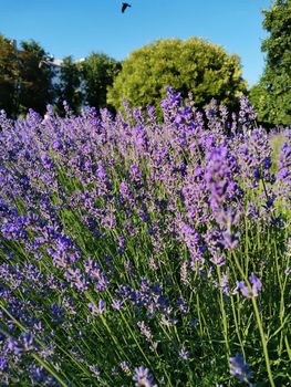 Beautiful lavender flowers. Delicate purple blossoms against the sky. Flowering shrub of fragrant plant