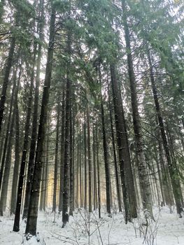 Pine winter forest. The rays of the sun break through the trees. Pines in the snow picturesque fabulous view. Wild nature in winter