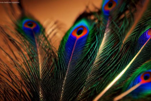 Peacock feather background. Abstract style background. Vintage natural pattern. Feather pattern. Exotic bird