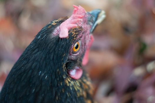 close-up portrait of a black hen, a surprised hen looks with an orange eye. High quality photo