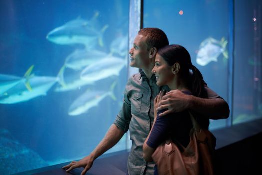Deep-sea dalliances. a young couple looking at the fish in an aquarium