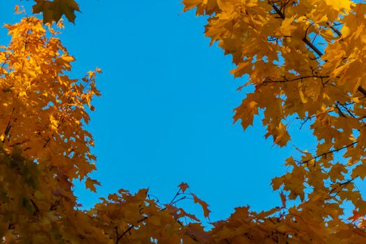 Autumn concept, birch forest. Beautiful natural bottom view of the trunks and tops of birches with golden bright autumn foliage against a blue sky. High quality photo