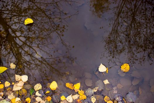 Colourful fall leaves in pond lake water, floating autumn leaf. Fall season leaves in rain puddle. Sunny autumn day foliage. October weather, november nature background. Beautiful reflection in water