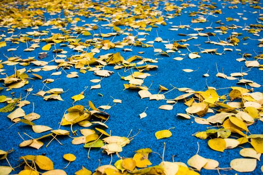 Colourful fall leaves in pond lake water, floating autumn leaf. Fall season leaves in rain puddle. Sunny autumn day foliage. October weather, november nature background. Beautiful reflection in water