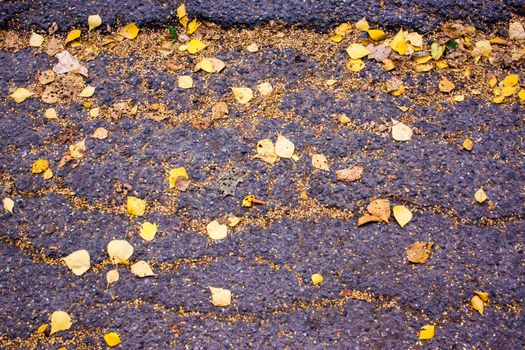 autumn yellow leaves on the surface kmenistoy. Golden leaves give the ground a beautiful appearance High quality photo