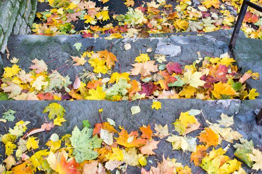 Autumn fallen maple leaves on asphalt, yellow, green. Autumn leaves spread out on the wet and black asphalt. horizontal photo for banner, background. High quality photo