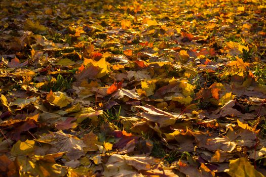 Autumn foliage. Autumn leaves fallen on the ground. Fall leaf. High quality photo