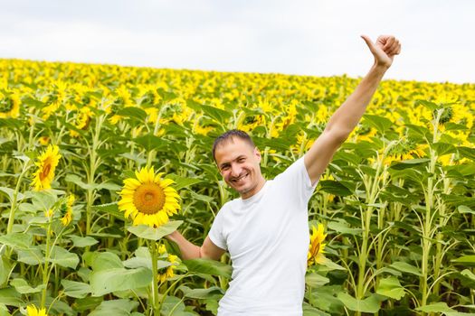 Satisfied farmer in a sunflowers field looking at sunflower seeds . Copy space, lens flare, sunset light