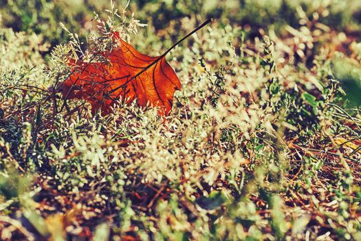 Autumn is one of the four temperate seasons. Outside the tropics, autumn marks the transition from summer to winter. Red gold yellow autumn oak leaf on a warm sunny day.