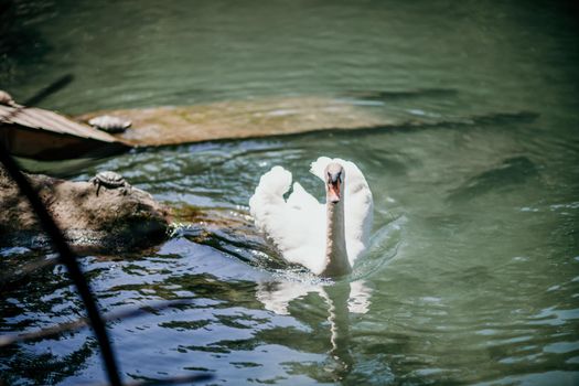 swan on blue lake water in sunny day, swans on pond, nature series