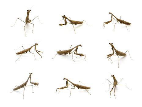 Group of praying mantis (Stagmomantis carolina) on white background. Insect. Animal.