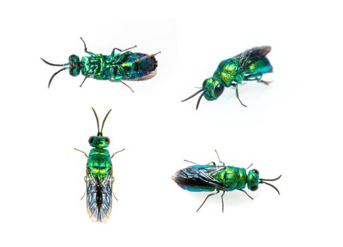 Group of metallic cuckoo wasp (Chrysididae) isolated on white background. Insect. Animals.