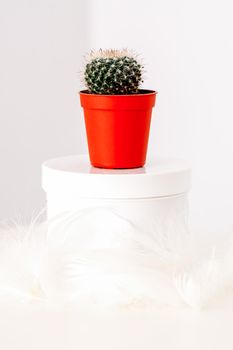 White jar with cosmetic cream lotion and natural green cactus in the pot against a white background, mock-up, copy space