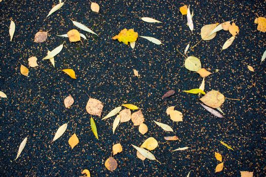 fallen yellow leaves on the asphalt in the rain. High quality photo