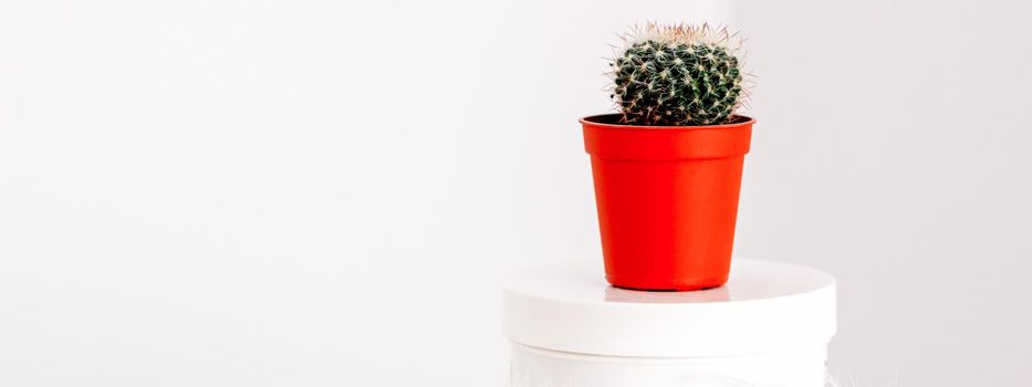 White jar with cosmetic cream lotion and natural green cactus in the pot against a white background, mock-up, copy space