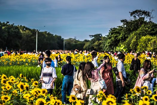 December 2020 Bangkok Thailand croed in sun flowers field Vachirabenjatas Park Bangkok Thailand