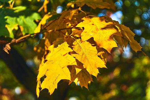 Autumn is one of the four temperate seasons. Outside the tropics, autumn marks the transition from summer to winter. Yellow autumn oak branch in warm sun rays