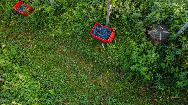 Grape harvesting in Arda Valley, Piacenza, Italy