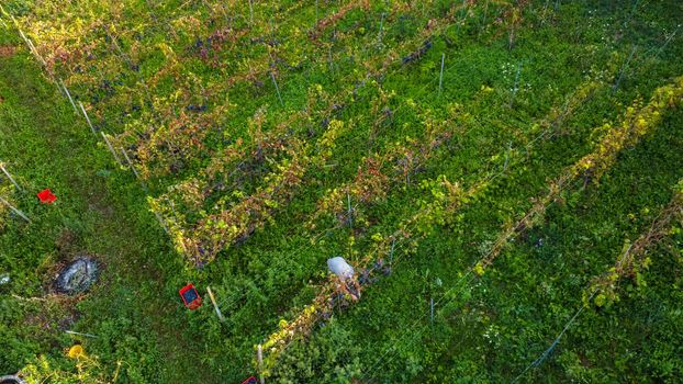 Grape harvesting in Arda Valley, Piacenza, Italy