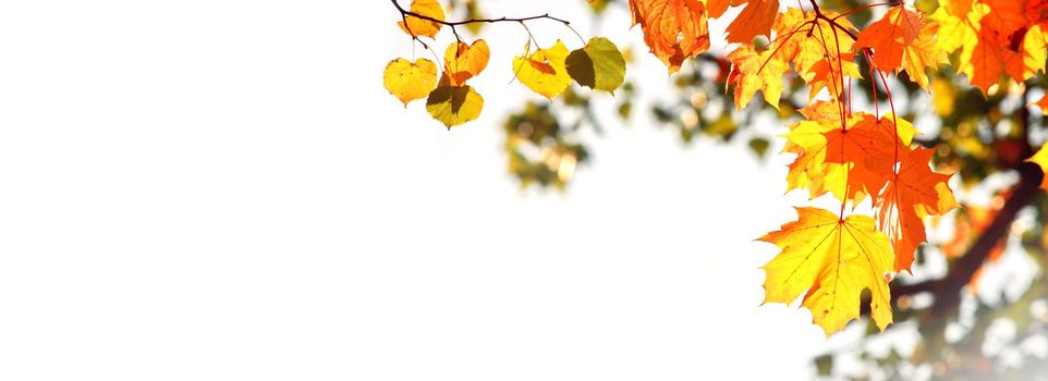 Beautiful autumn background with yellow and red leaves.