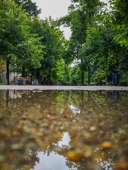 Long path in park between trees reflected in puddle