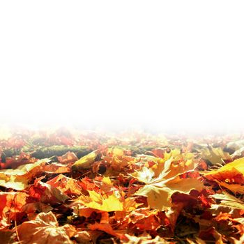 Beautiful autumn background with yellow and red leaves.