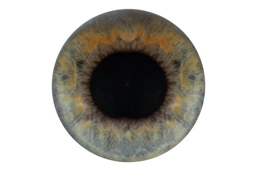 blue pupil on white background isolate.